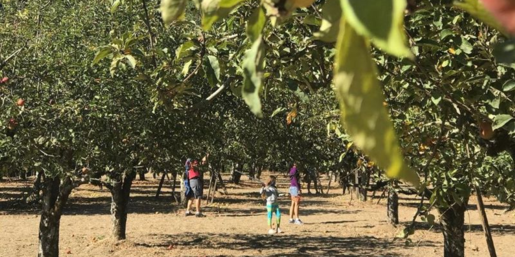 Group of locals stand in an apple orchard