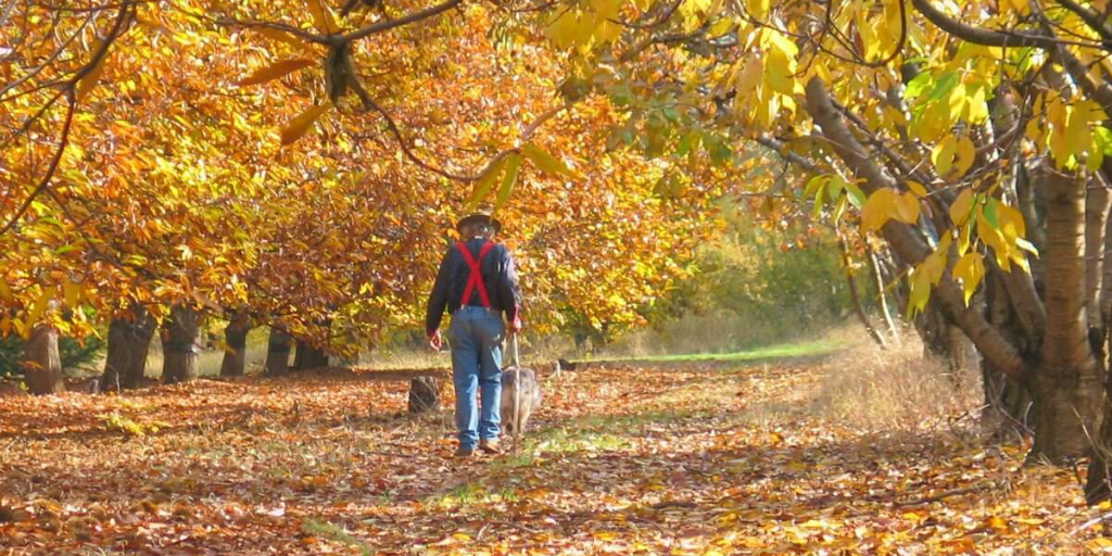 Man walks along a drit road lined with autumn colored trees