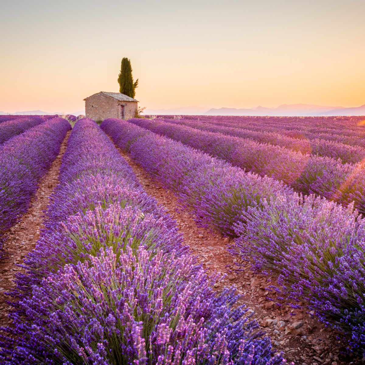 Provence Lavender Gorgeous Light